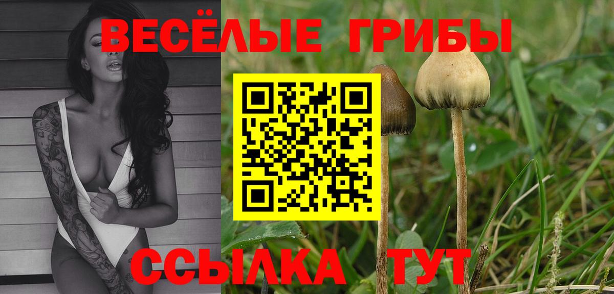 Псилоцибиновые грибы Psilocybe Кизилюрт